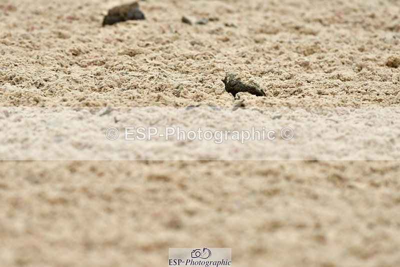 230701A-110053-05153 - Cls 5 Novice 37A