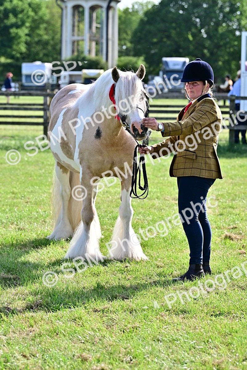 SBM_10154 - Class 63-65 - Traditional Gypsy Cobs In Hand & Ridden