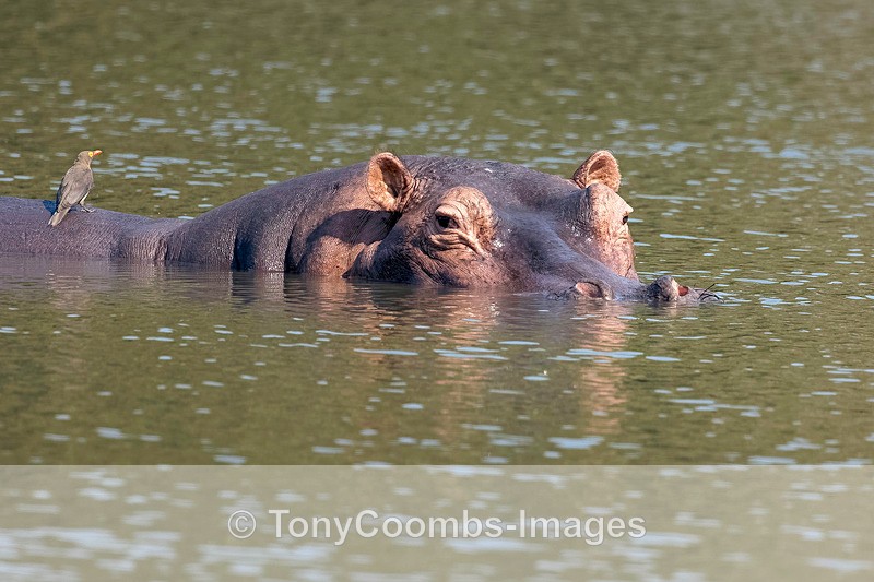 Hippopotamus - Mana Pools ~ The Mammals