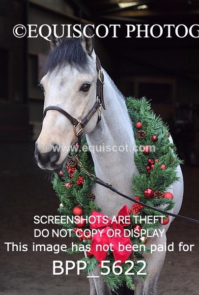 BPP_5622 - Marion West pony 1