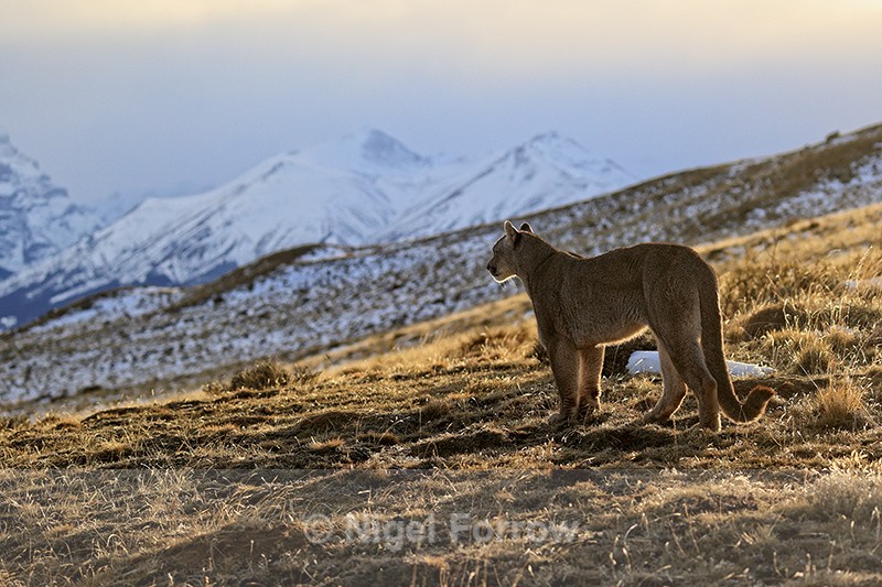 Female Puma Dania, snowy mountains landscape, Torres del Paine, Chile - Puma