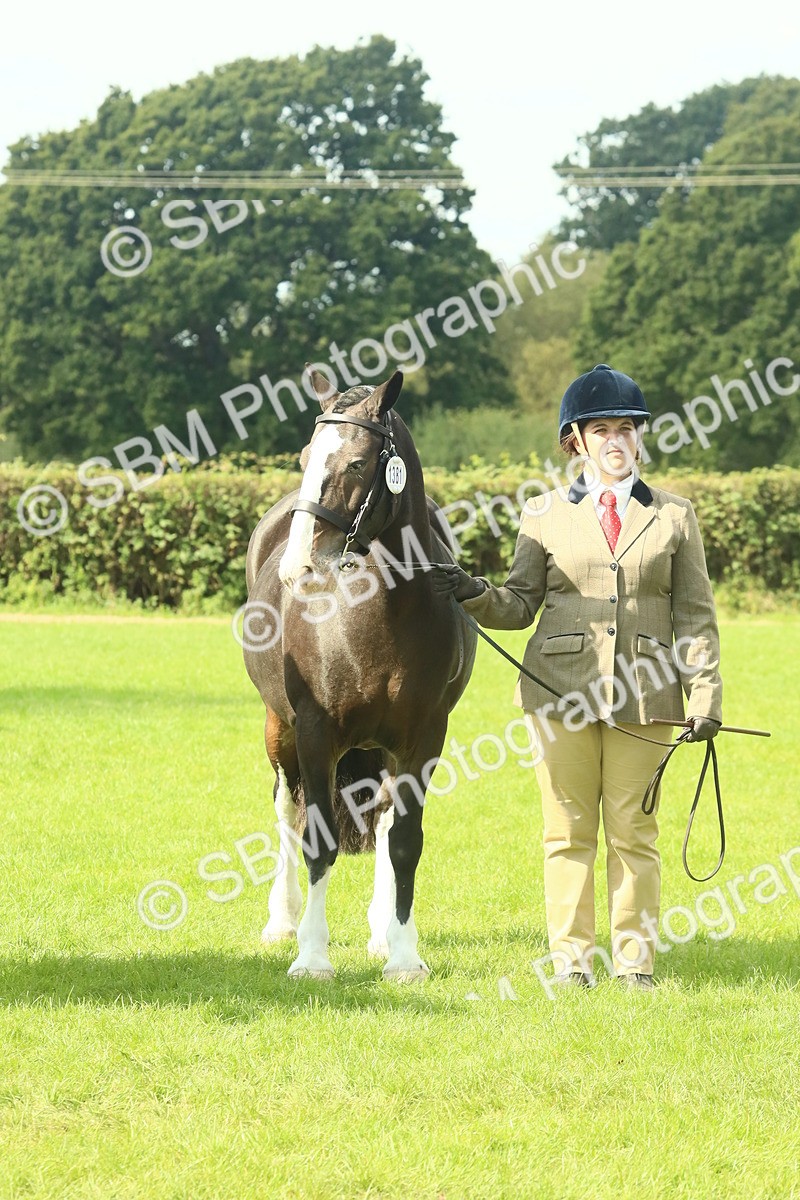 SBM_66415 - S34 - Rehabilitated Rescue Horse & Pony In Hand & Ridden