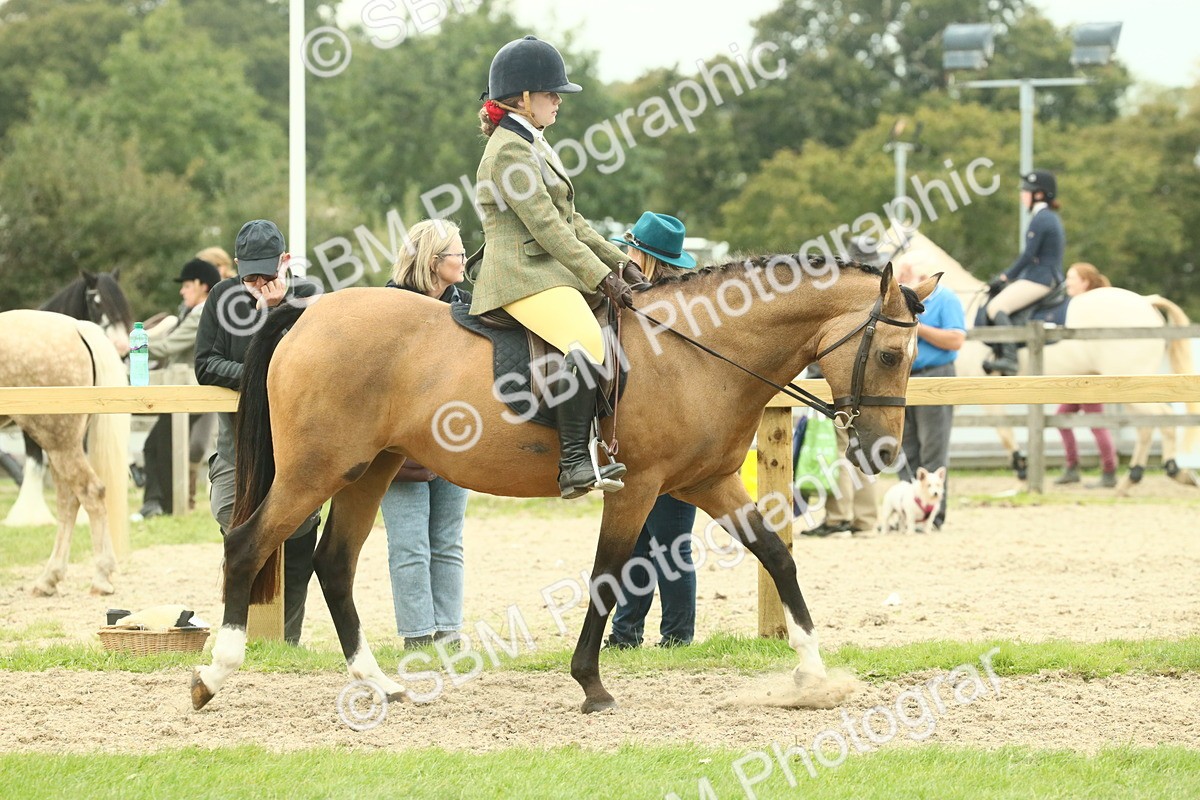 SBM_73910 - S 61 - Show Pony & Show Hunter Pony Ridden