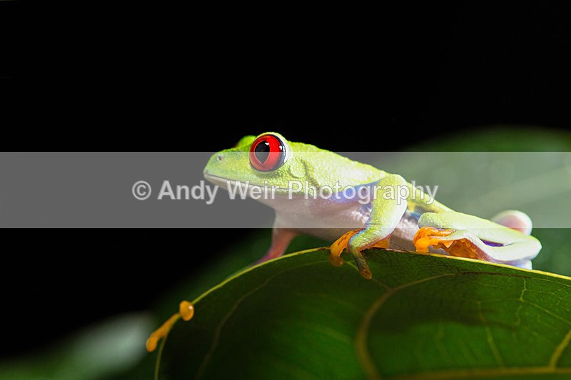 20151209-3K8A2583-3881 - Frogs & Toads