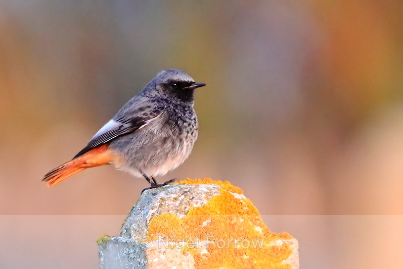 Black Redstart (male) perched on a post at the Lighthouse, Durlston - Black Redstart