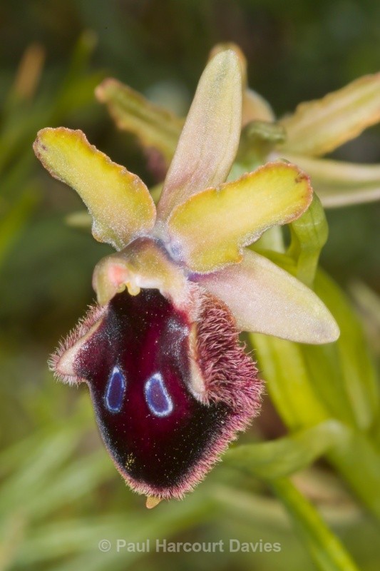 Promontory Ophrys (Ophrys promontori) - Orchids - Ophrys