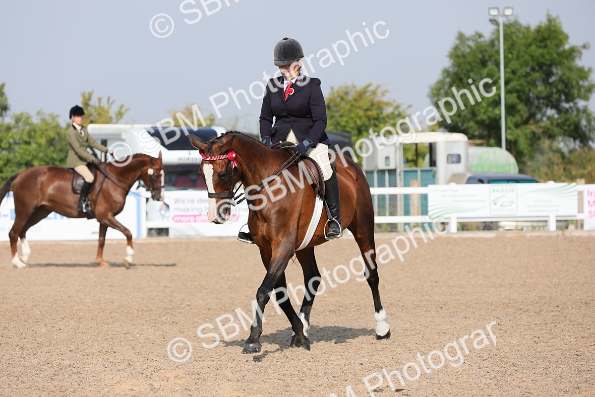 SBM_11365 - Class 305 Ridden Foreign Breeds- Pure Bred