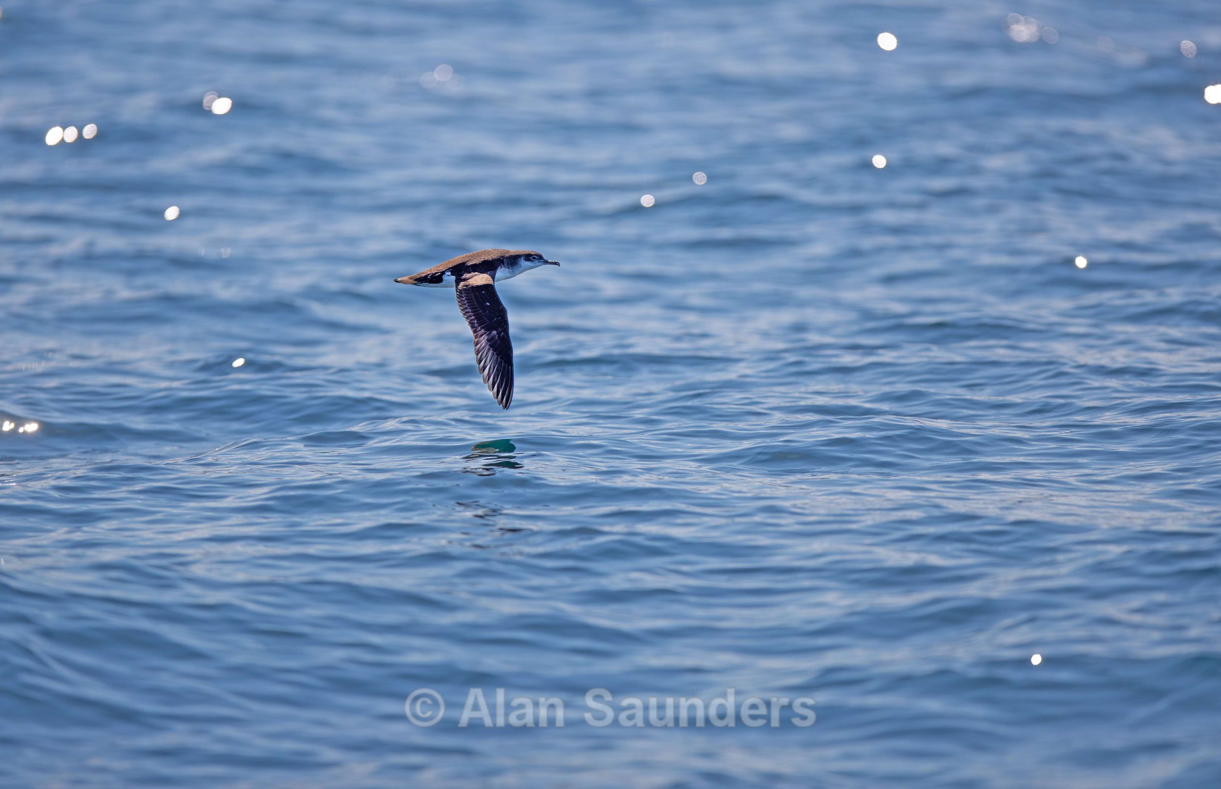 Manx Shearwater 6