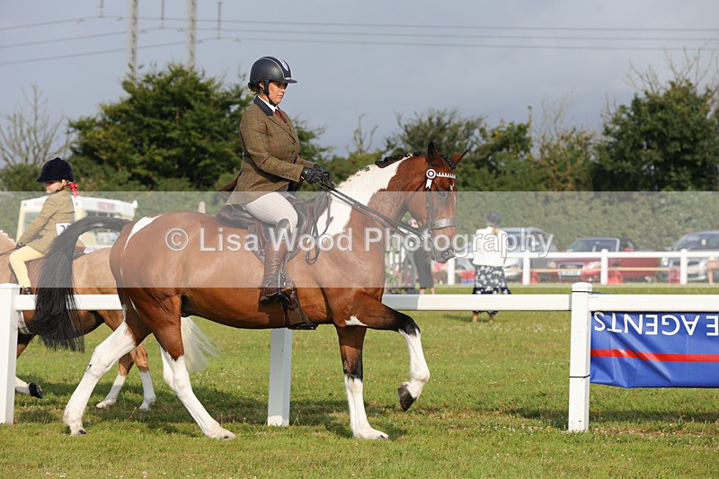 1X9A2873 - Class 25: Ridden Plaited Coloured Horse