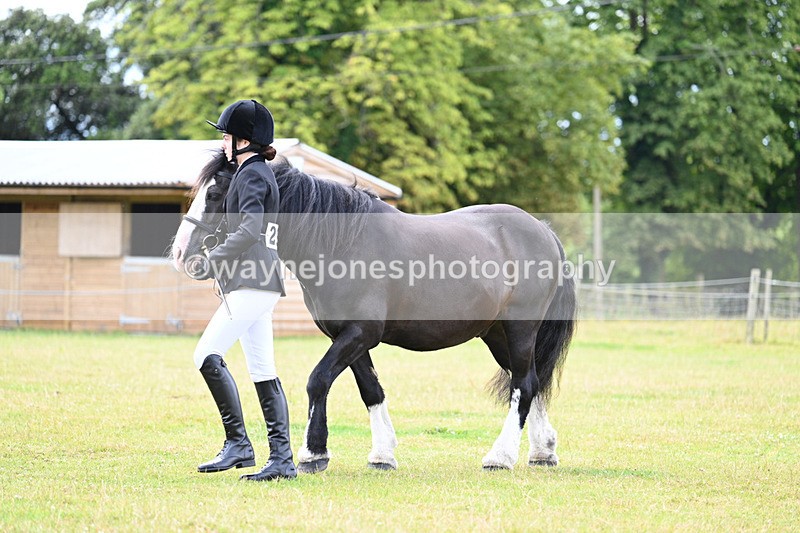 WJ7_6802 - Class 5 Handsome Gelding in hand