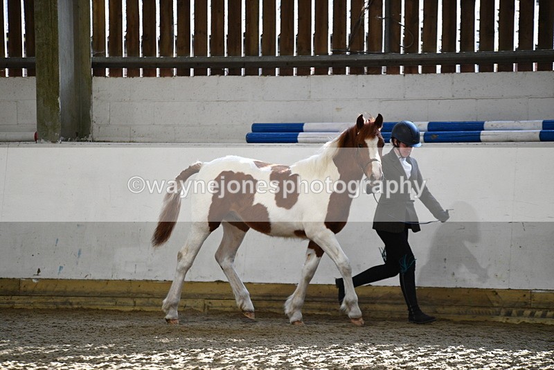 WJ5_3413 - Class 1 Youngstock