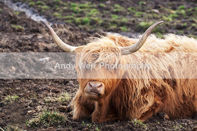 20090301-027-427 - Mammals