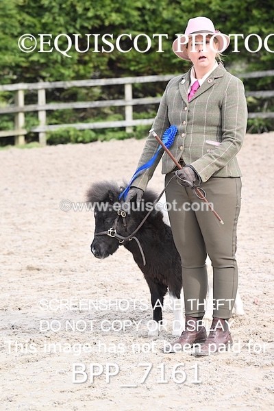 BPP_7161 - RING 1  (RIDDEN HORSES / IN HAND / VETERAN ETC)