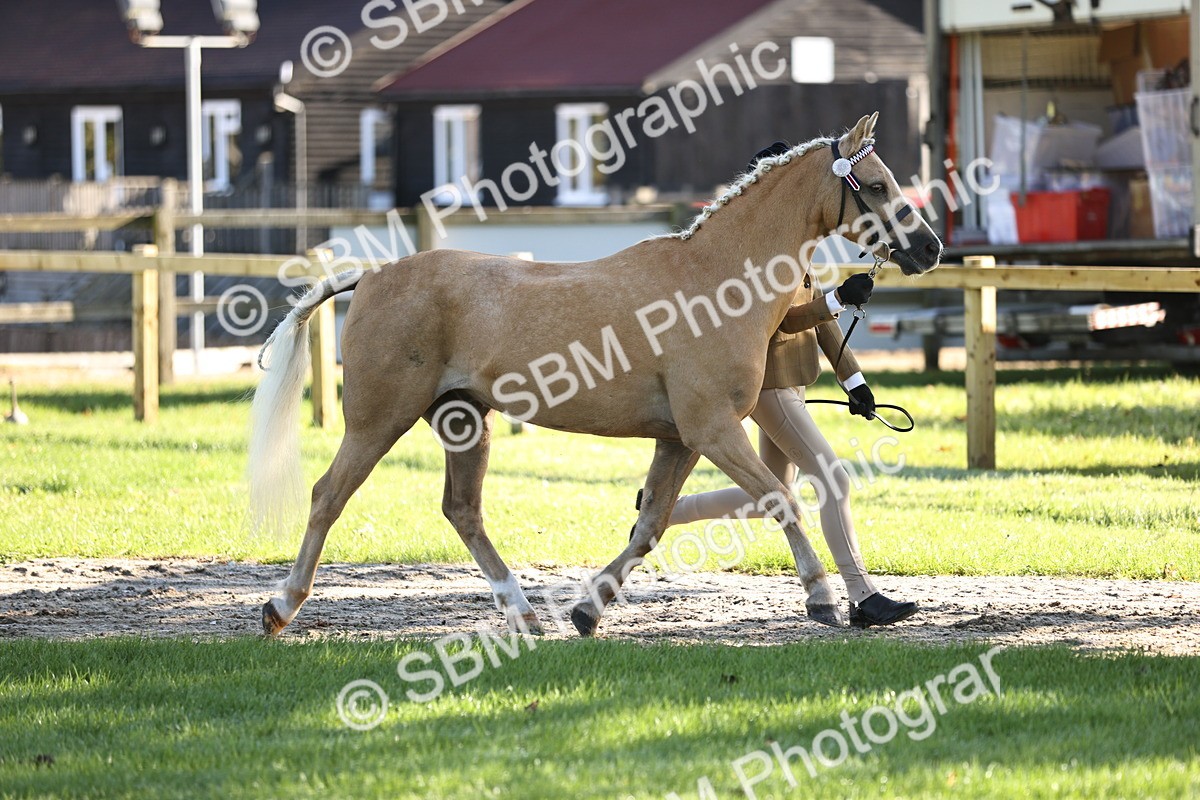 SBM_15863 - S1 - TSR in Hand Horse & Pony Showing