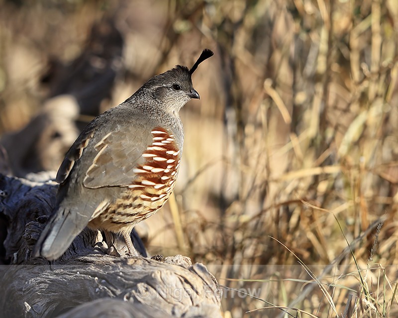 Gambel's Quail (female) standing on log, Bosque del Apache, New Mexico - Gambel's Quail