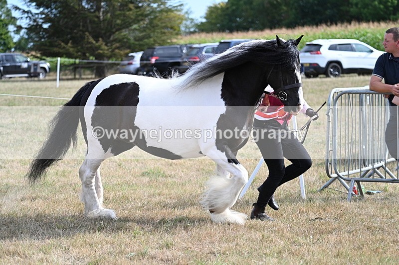 WJ7_8123 - In-hand Championship