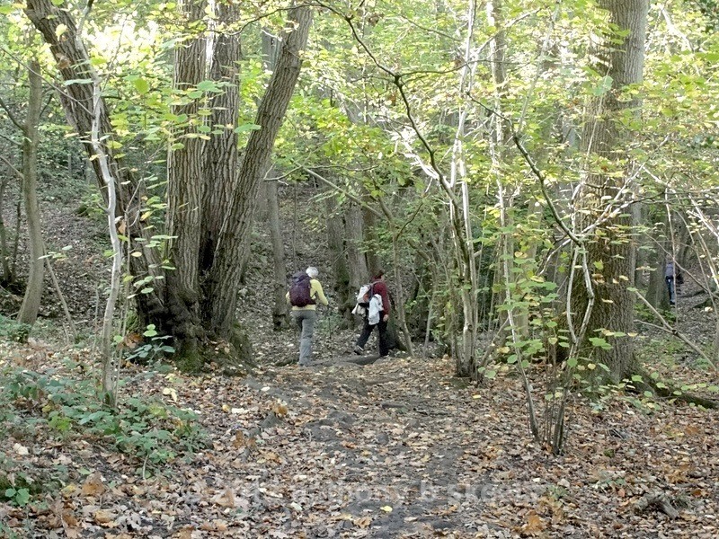 042 With the russle of leaves under our feet. - Third Saturday Walks Collection Two.