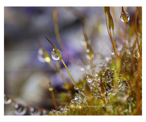 Life In A Dew Drop - Art And Nature
