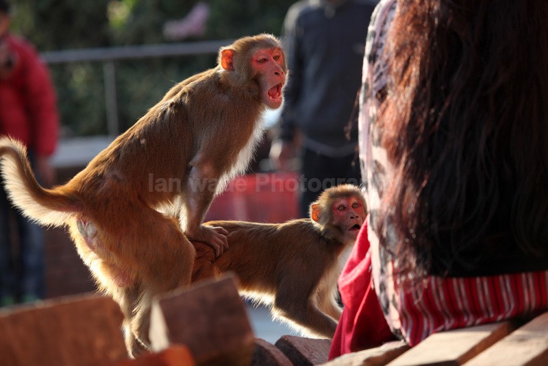 Macaque Monkeys in Katmandu in nepal_0012 - UK and International Urban Wildlife