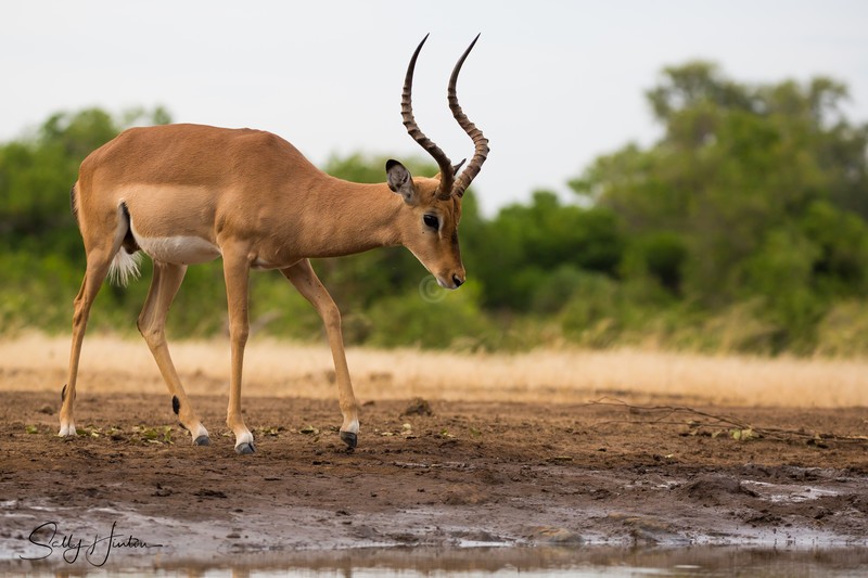 Impala at Waterhole 3