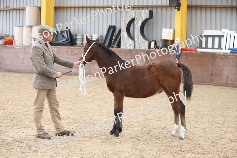 20251109-0799 - Class 24 - Foals