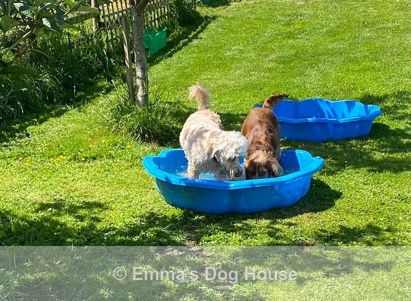  - Dogs