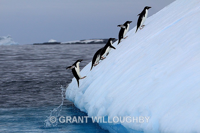 penguin_leap_iceberg_IMG_0303A - Antartica