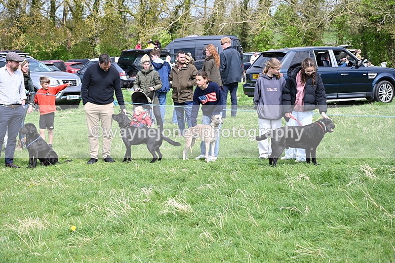 WJ6_8698 - Class 8 Best Working / Gun Dog or Bitch