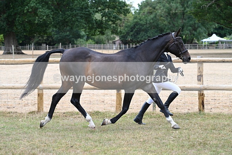 WJ7_9006 - Class 4a Prettiest Mare 14.2hh and over