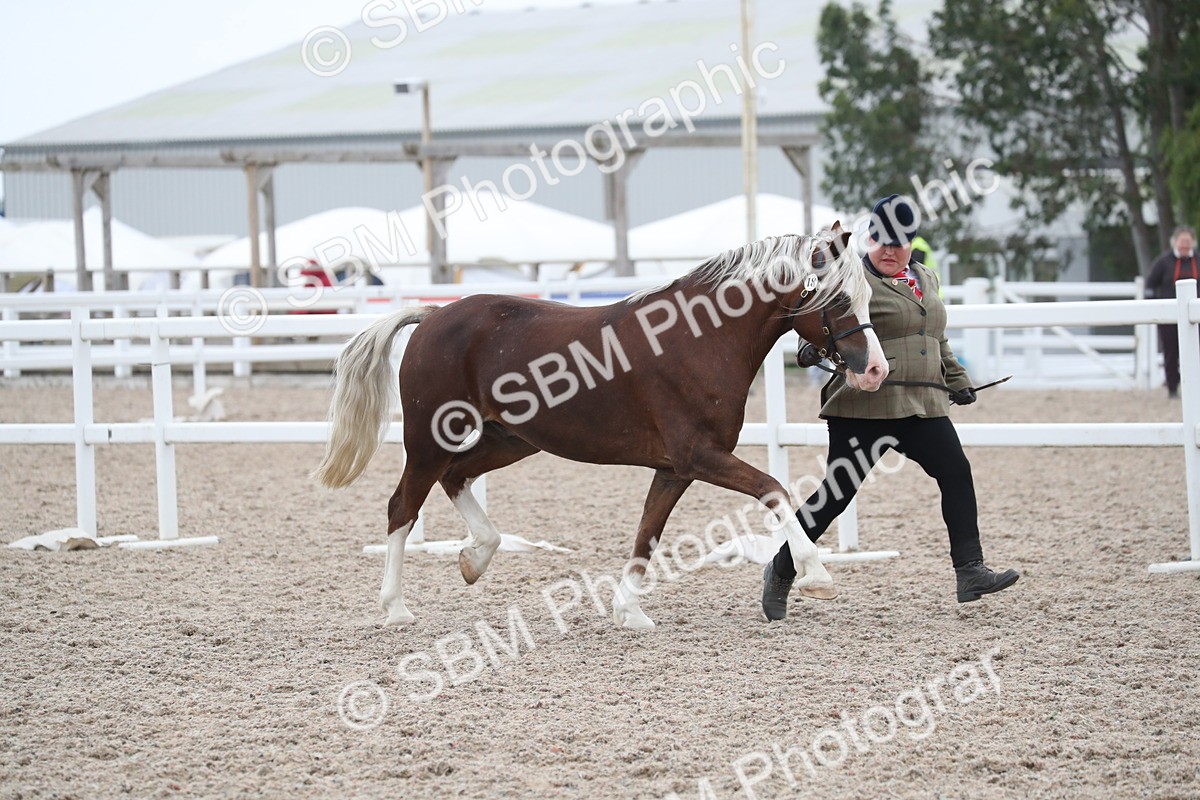 SBM_17894 - Class 317 IH Pure bred Horse/Pony
