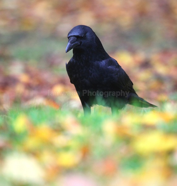 Crow in Autumn leaves _AGT078 - Birds, swans and gulls