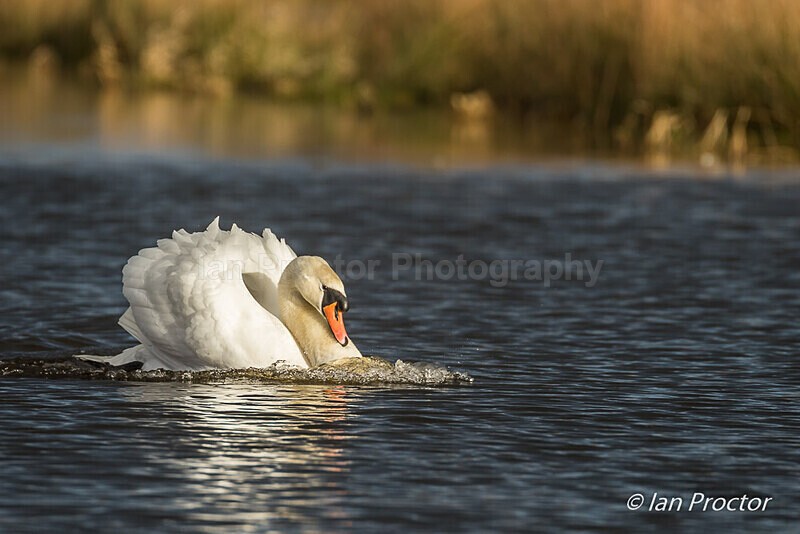 Mute Swan (Cygnus olor) gliding - 1 of 3 - Nature