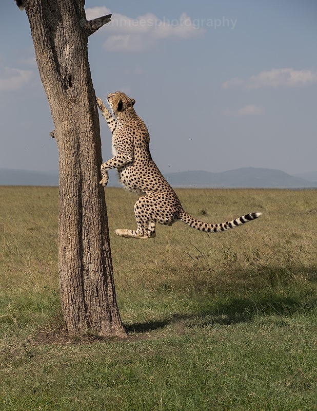  - Cheetah