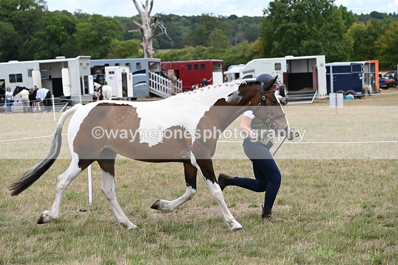 WJ6_5297 - Class 18 In-hand Coloured