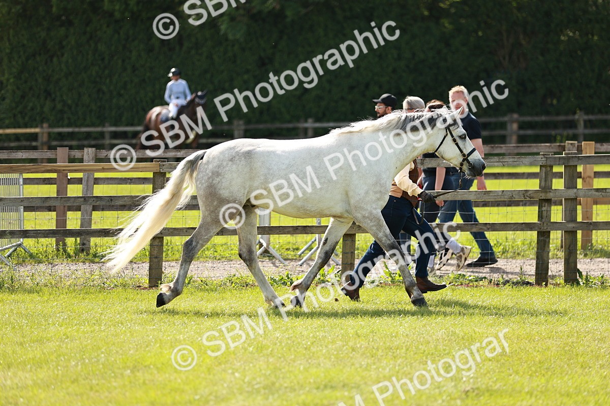 SBM_01704 - Class 14-23 - Mountain & Moorland In Hand Non Welsh
