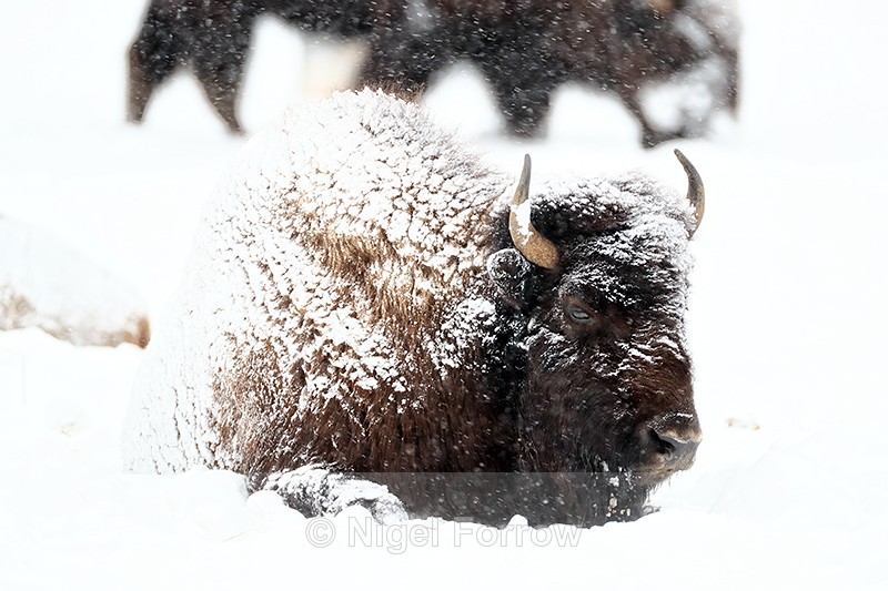 Bison sitting down in snow, Yellowstone National Park, Wyoming, USA - Bison