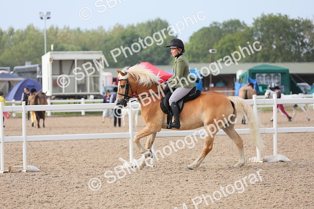 SBM_10701 - Class 303 Ridden Pure Bred Horse/Pony (excl M&M)