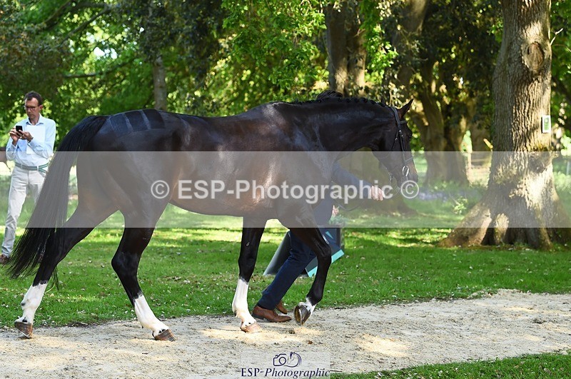 230524-161736-00820 - 258-DHI_KING_NELSON-Barnie_Brotherton-WEDTrotUp+DR