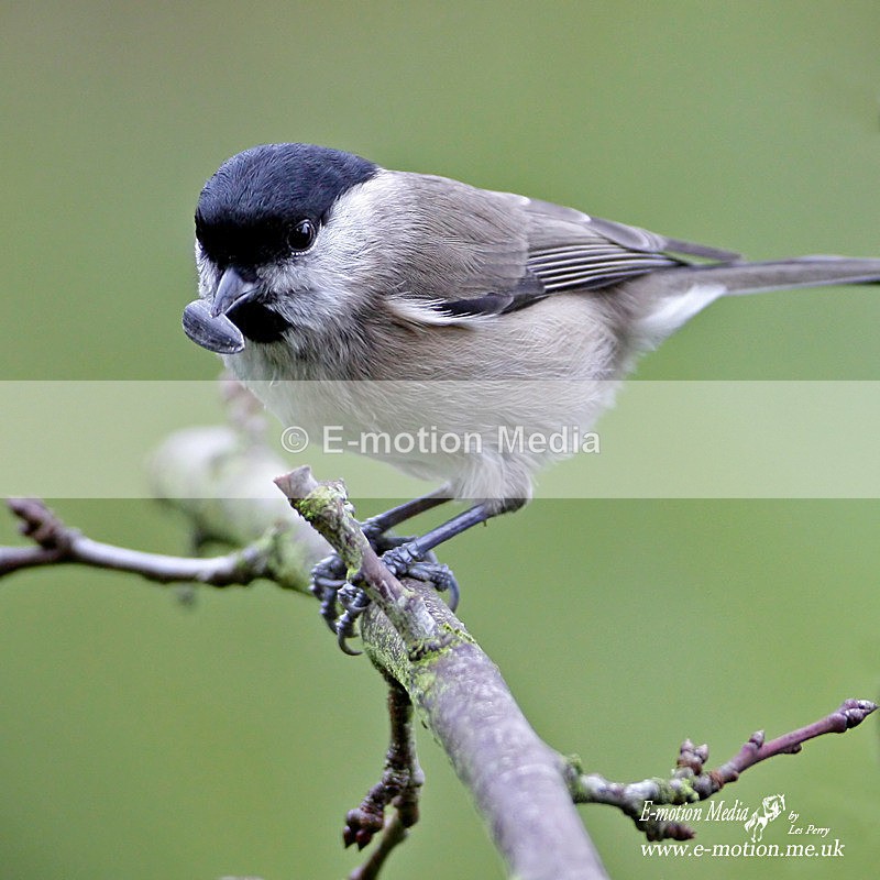 Nature 46 - Nature
