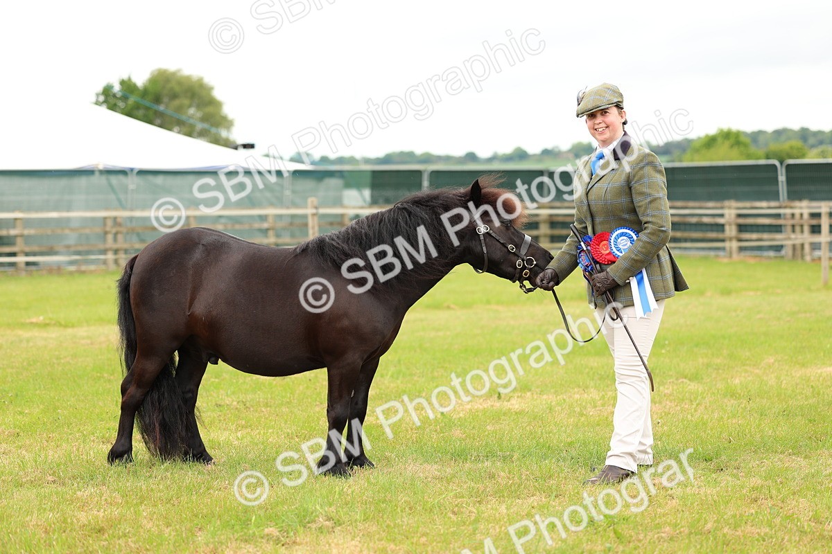 SBM_03531 - Class 58-67 - M&M Non Welsh Pony In hand