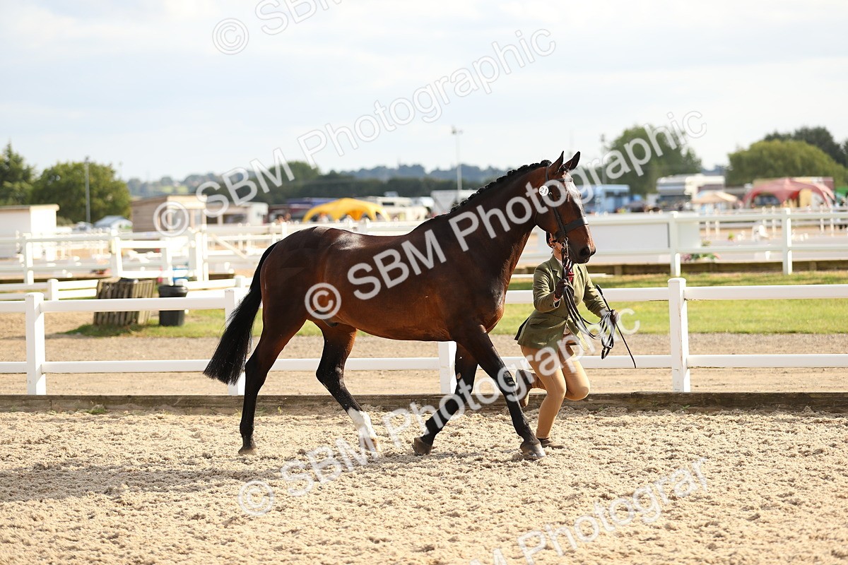 SBM_08573 - Class 28 - IH Veteran Horse