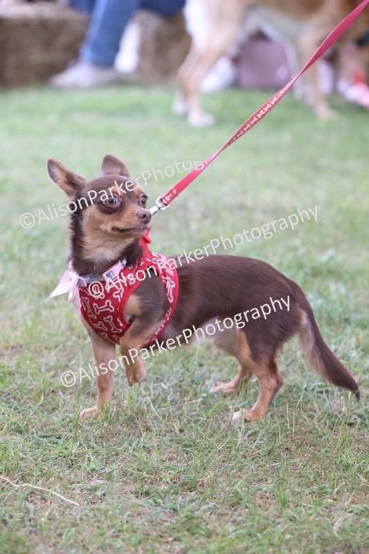 20250607-0217 - Class 4 - Little and Large