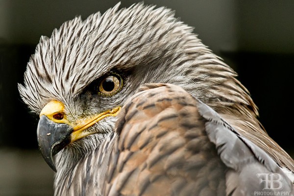 Wow Nove-4 - Birds of Prey