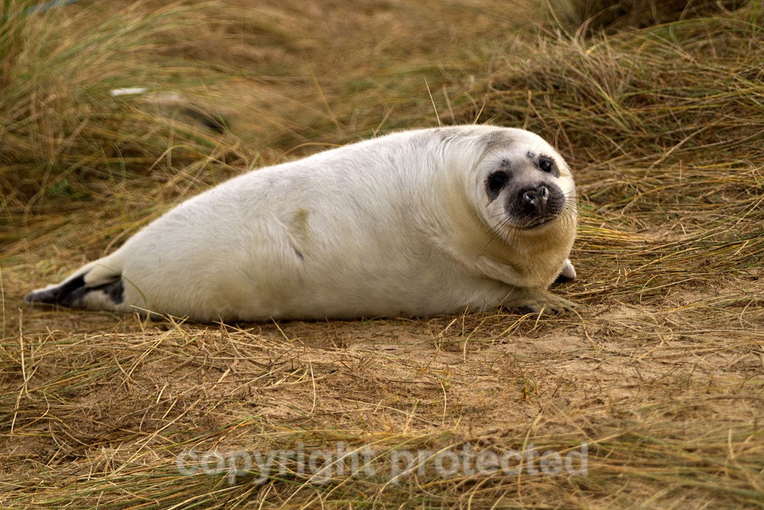 Grey Seal Pup - Norfolk