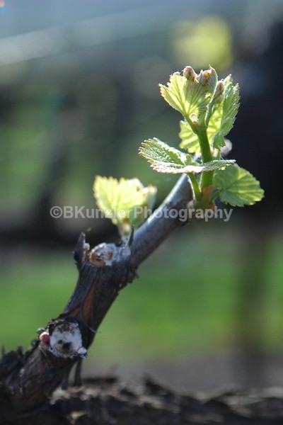  - Wine Country