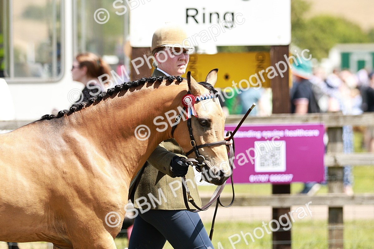 SBM_05560 - Class 41-45 - Riding Pony-Hunter Pony Breeding