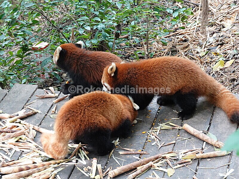 CHINA__0097 - China 2019