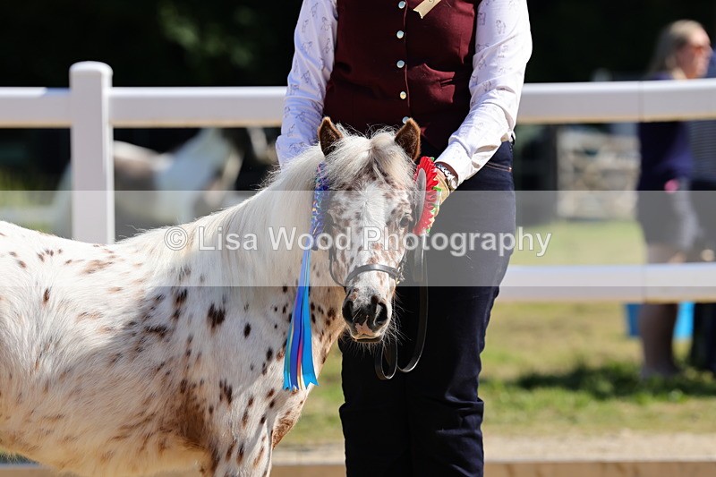 1X9A0723 - Class 3: Youngstock 1, 2, 3 year old not to exceed 153cm
