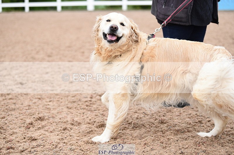 240518A-120602-01086 - Cls 3 Handsomest Dog