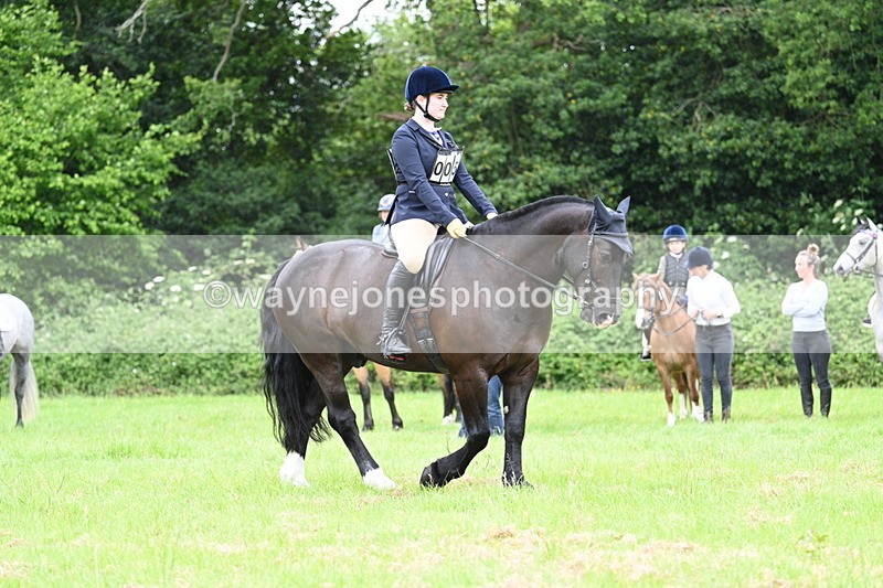 WJ7_3972 - Class 14A Handsome Gelding